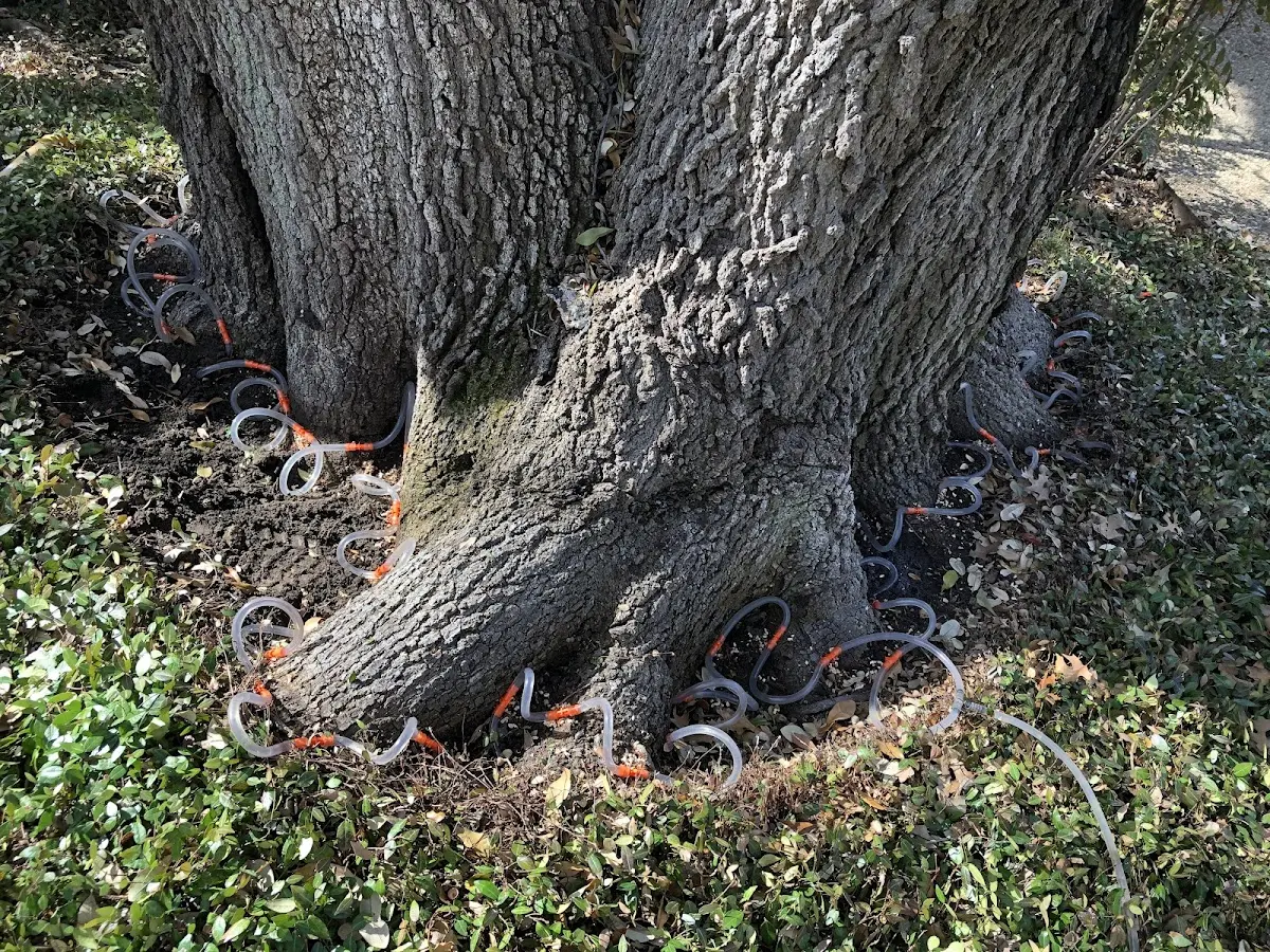 Detailed Tree Cabling and Bracing job site in Hadlyme
