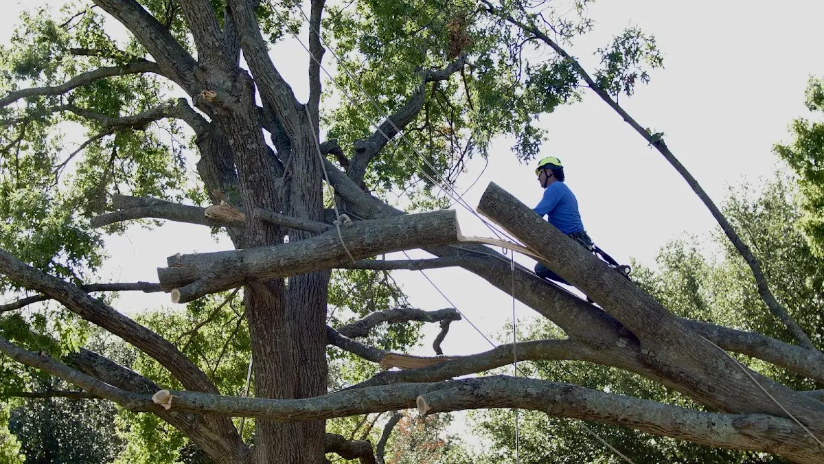 Professional Hazardous Tree Removal performed by certified arborists in Hadlyme